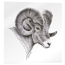 Akryylilasitaulu Bighorn ram drawing