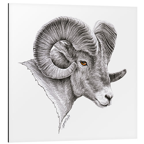 Obraz na aluminium Bighorn ram drawing