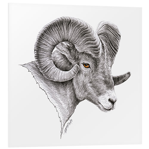 Tableau en PVC Dessin d'un mouflon canadien