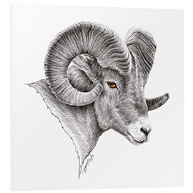 Tableau en PVC Dessin d'un mouflon canadien