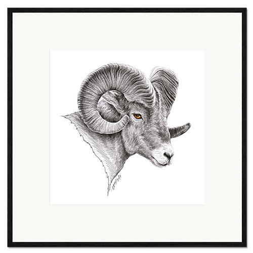 Kehystetty taidepainatus Bighorn ram drawing