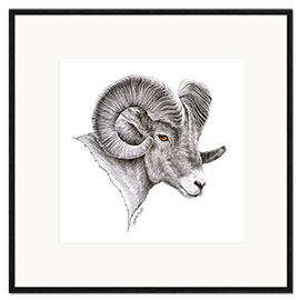 Kehystetty taidepainatus Bighorn ram drawing