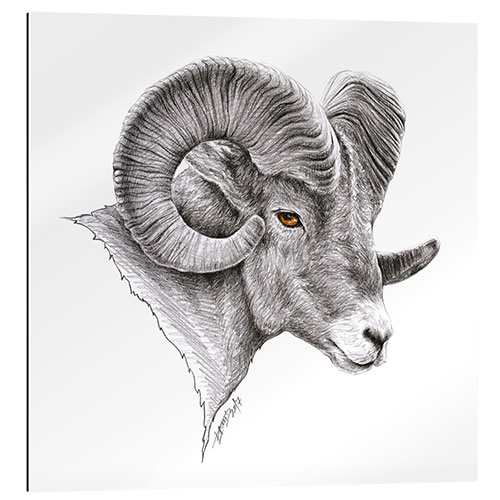 Stampa su plexi-alluminio Disegno della ram del bighorn