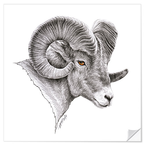 Sticker mural Dessin d'un mouflon canadien