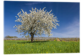 Acrylglasbild Frühlingstraum - Blühender Kirschbaum auf Blumenwiese