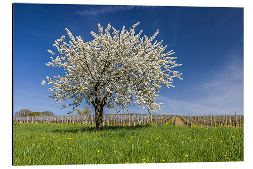 Stampa su alluminio Sogno di primavera - ciliegio in fiore sul prato di fiori