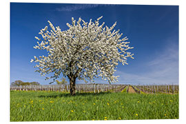 Tableau en PVC Rêve de printemps et cerisier en fleurs