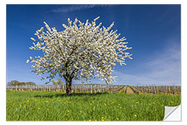 Wandsticker Frühlingstraum - Blühender Kirschbaum auf Blumenwiese