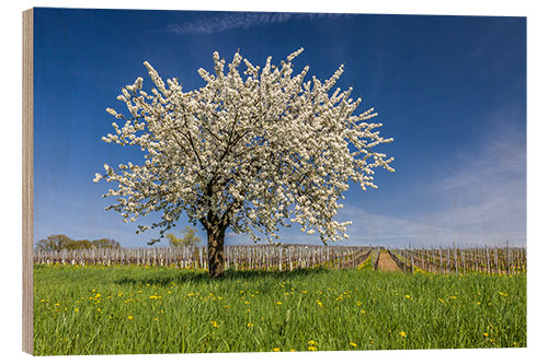 Holzbild Frühlingstraum - Blühender Kirschbaum auf Blumenwiese