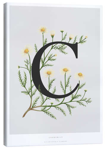 Lienzo C is for Chamomile