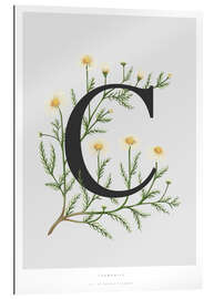 Gallery print C is for Chamomile