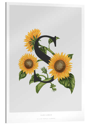 Gallery print S is for Sunflower