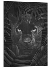 Gallery print Panther in the jungle