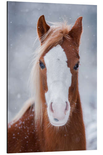 Aluminium print Horse Portrait