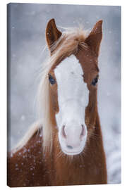 Canvas print  Horse Portrait - Moqui, Daniela Beyer