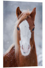 Foam board print Horse Portrait