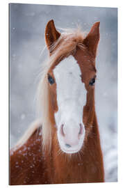 Gallery print Horse Portrait