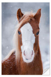 Wall sticker Horse Portrait