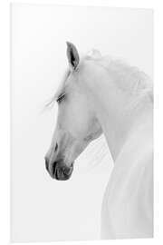 Foam board print White Horse II