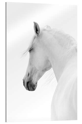 Gallery print White Horse II