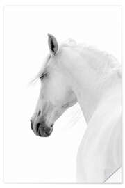 Wall sticker White Horse II