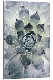 Aluminium print Agave