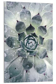 Gallery print Agave