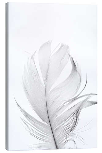 Canvas print White Feather