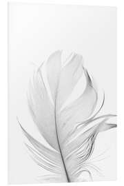 Foam board print White Feather