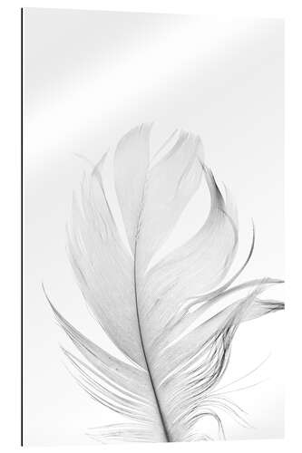 Gallery print White Feather