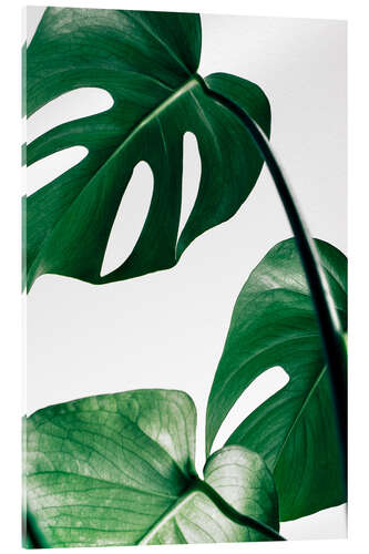 Acrylic print Monstera