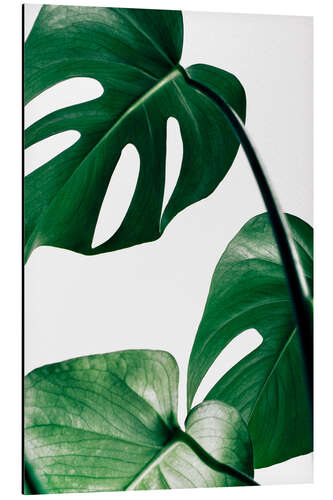 Tableau en aluminium Monstera