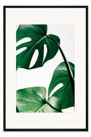 Gerahmter Kunstdruck Monstera