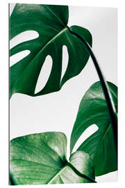 Gallery print Monstera