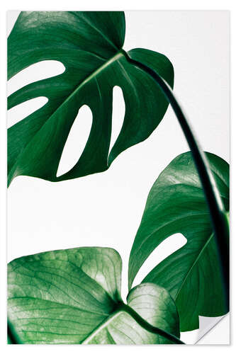 Sisustustarra Monstera