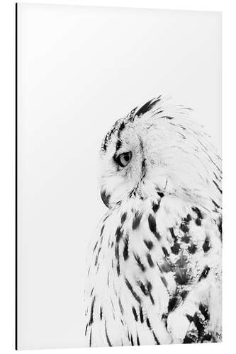 Aluminium print Snow owl