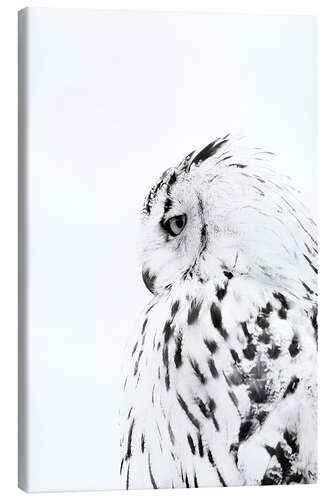 Canvas print Snow owl