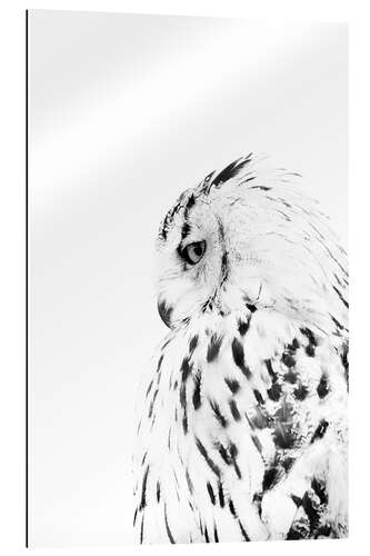 Gallery print Snow owl