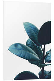 Foam board print Rubber Plant Leaves