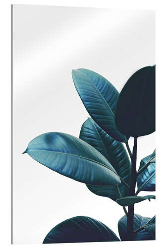 Gallery print Rubber Plant Leaves