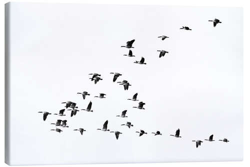 Canvas print Flight of the geese