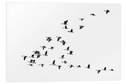 Foam board print Flight of the geese