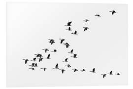 Foam board print Flight of the geese