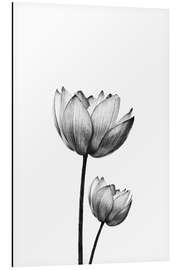 Aluminium print Pair of Lotus'