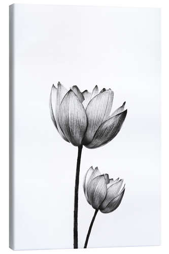 Canvas print Pair of Lotus'