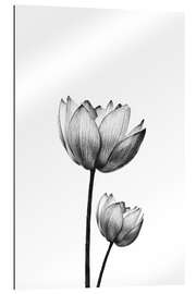 Gallery print Pair of Lotus&#039;