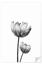 Wall sticker Pair of Lotus'