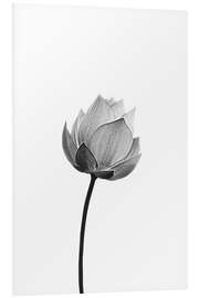 PVC print Lonely Lotus