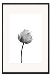 Gerahmter Kunstdruck Einsamer Lotus