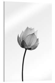 Quadro em plexi-alumínio Lotus solitário